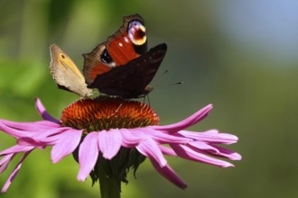 Peacock butterfly on a coneflower, July, Germany