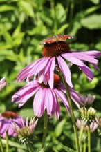 Peacock butterfly on a coneflower, July, Germany