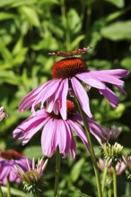 Peacock butterfly on a coneflower, July, Germany