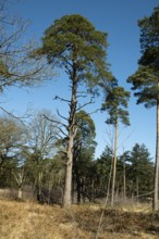 Scots pine (Pinus sylvestris), tree at the edge of a forest, North Rhine-Westphalia, Germany