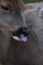 Roe deer (Capreolus capreolus), close-up deer sticking out tongue, North Rhine-Westphalia, Germany