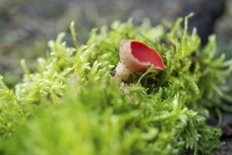 Scarlet elf cup (Sarcoscypha coccinea), fruiting body among moss on dead wood, North