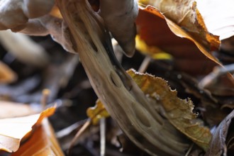 Pit lobelia (Helvella lacunosa), ribbed stalk in close-up, North Rhine-Westphalia, Germany