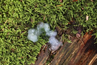 Slime mould (Mycetozoa), Sternenrotz, Sternrotz, North Rhine-Westphalia, Germany
