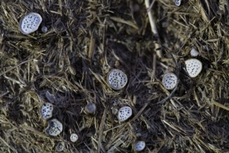 Punctate pore disc (Poronia punctata), fruiting bodies on dung, Döberitzer Heide nature reserve,