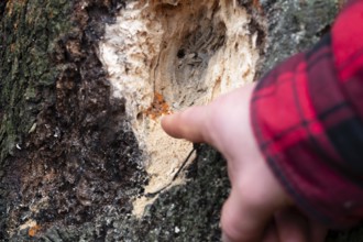 Radiating phlebia (Phlebia radiata), finger points to fruiting body on traces of woodpecker on