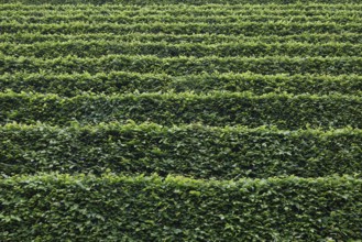 Green hedges staggered as background, North Rhine-Westphalia, Germany