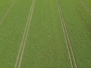 Even lanes in a field as background, aerial view, North Rhine-Westphalia, Germany