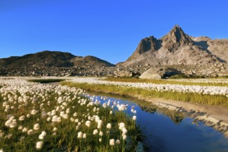 Small stream lined with flowering cotton grass (Eriophorum) in the Furka region, Urseren Valley,