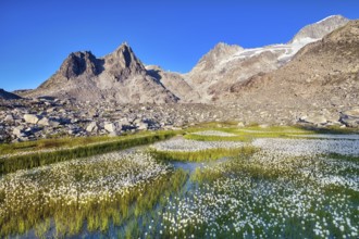 Flowering cotton grass (Eriophorum) in the Furka region, Urseren Valley, Canton Uri, Switzerland