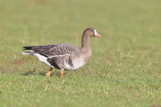 White-fronted goose (Anser albifrons), standing in a meadow in the wintering area, wildlife,
