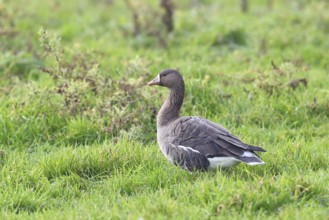 White-fronted goose (Anser albifrons), standing in a meadow in the wintering area, wildlife,
