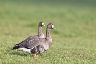 White-fronted geese (Anser albifrons), standing in a meadow in the wintering area, pair of animals,