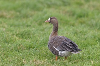 White-fronted goose (Anser albifrons), standing in a meadow in the wintering area, wildlife,