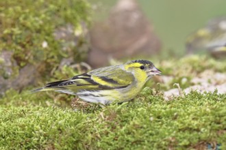 Siskin (Carduelis spinus), male sitting on moss, mossy ground, Wilnsdorf, North Rhine-Westphalia,