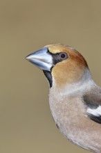 Hawfinch (Coccothraustes coccothraustes), male, animal portrait, Wilnsdorf, North Rhine-Westphalia,