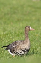 White-fronted goose (Anser albifrons), standing in a meadow in the wintering area, wildlife,