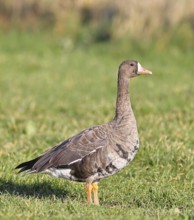 White-fronted goose (Anser albifrons), standing in a meadow in the wintering area, wildlife,