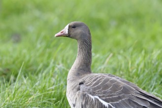 White-fronted goose (Anser albifrons), standing in a meadow in the wintering area, wildlife,