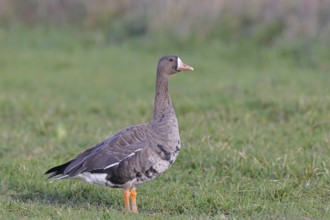 White-fronted goose (Anser albifrons), standing in a meadow in the wintering area, wildlife,