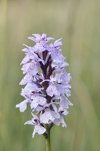 Moorland spotted orchid (Dactylorhiza maculata), inflorescence, close-up, Wilnsdorf, North
