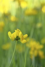 Bird's-foot Trefoil, Bird's-foot Trefoil (Lotus corniculatus), yellow flower in a meadow,