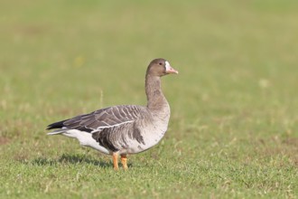 White-fronted goose (Anser albifrons), standing in a meadow in the wintering area, wildlife,