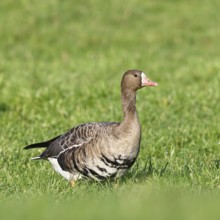 White-fronted goose (Anser albifrons), standing in a meadow in the wintering area, wildlife,