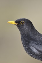 Blackbird (Turdus merula) male, animal portrait, Wilnsdorf, North Rhine-Westphalia, Germany