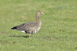 White-fronted goose (Anser albifrons), standing in a meadow in the wintering area, wildlife,