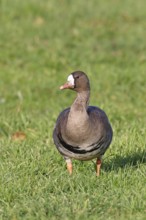 White-fronted goose (Anser albifrons), standing in a meadow in the wintering area, wildlife,