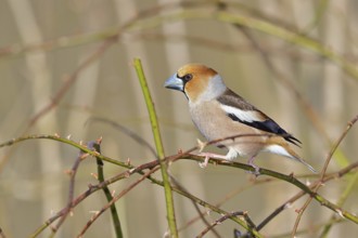 Hawfinch (Coccothraustes coccothraustes), male, sitting in a thorn bush, wildlife, colourful