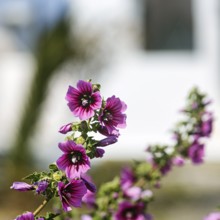 Common mallow (Malva sylvestris), pink, Thira, Santorini, Cyclades, Greece