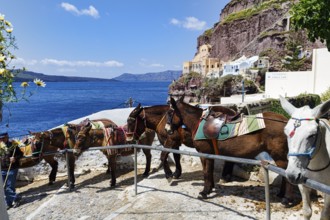 Donkey, mule, donkey riding for tourists, Fira, Thira, Santorini, Cyclades, Greece