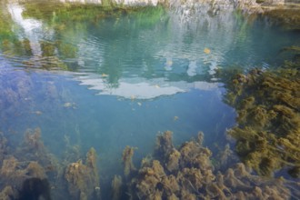 Lippe spring, waters with algae, Bad Lippspringe, climatic health resort, Westphalia, North