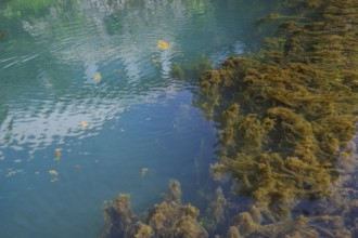 Lippe spring, waters with algae, Bad Lippspringe, climatic health resort, Westphalia, North