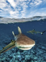 Snapshot of mock attack Attack by Grey reef shark (Carcharhinus amblyrhynchos) swimming fast
