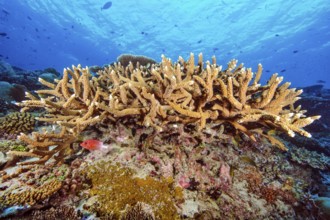 Small colony of staghorn corals (Acropora robusta) growing on coral block of reef-building hard