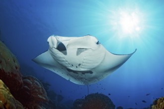 Backlit photograph of reef manta ray (Manta alfredi) floating floats stands over coral block in