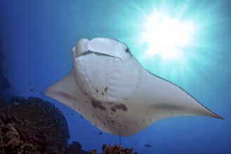 Backlit photograph of reef manta ray (Manta alfredi) floating floats stands over coral block in
