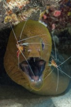 Symbiosis symbiotic behaviour in coral reef of predatory fish Giant moray eel (Gymnothorax