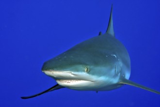 Close-up of Grey reef shark (Carcharhinus amblyrhynchos) swimming towards observer too close to