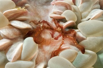 Orang-utan crab (Achaeus japonicus) Orang-utan crab walks over sits on bubble coral (Plerogyra