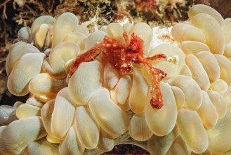 Orang-utan crab (Achaeus japonicus) (syn. Inachus japonicus) sitting on bubble anemone (Entacmaea