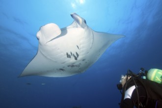 Diver observing peaceful harmless reef manta ray (Manta alfredi) giant ray at close range, common