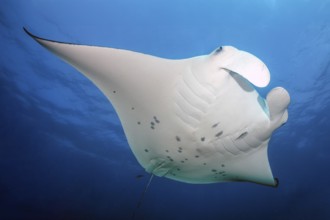 Backlit photograph of giant ray (Manta birostris) plankton eater swimming through open sea blue