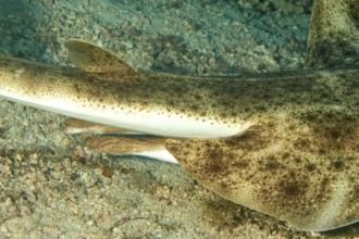 Close-up of sexual characteristics clasper under body tail base of male specimen of angel shark