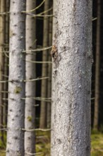 Close up at a spruce tree trunk in a coniferous forest