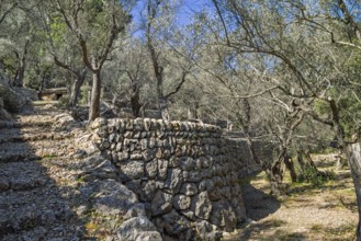 Olive orchard with old stone terraces on a slope a sunny summer day in the countryside, Mallorca,