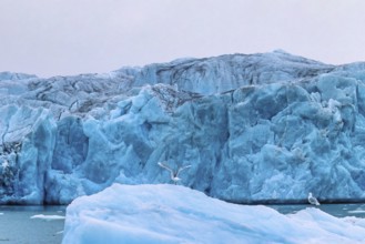 Seagull with flapping wings on an iceberg at a glacier by the sea, Svalbard, Norway